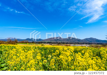 春の蒜山高原　菜の花畑と蒜山と大山2　岡山県真庭市 122457372