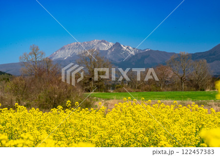 【日本百名山】春の蒜山高原　菜の花畑と大山10　岡山県真庭市 122457383