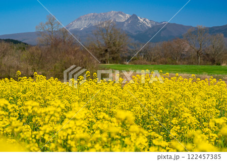【日本百名山】春の蒜山高原 菜の花畑と大山12 岡山県真庭市 【日本百名山】春の蒜山高原 菜の花畑と大山12 岡山県真庭市 122457385