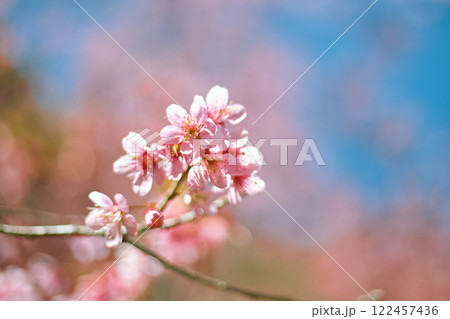 Wild Himalayan Cherry in Thailand 122457436