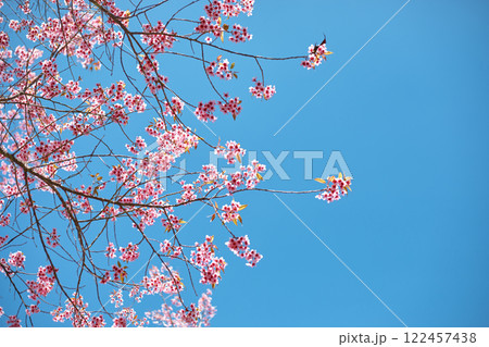 Wild Himalayan Cherry in Thailand Wild Himalayan Cherry in Thailand 122457438
