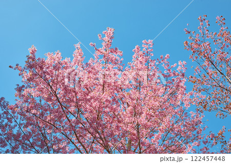 Wild Himalayan Cherry in Thailand 122457448