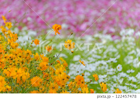 色とりどりのコスモスが咲く秋の風景 122457478