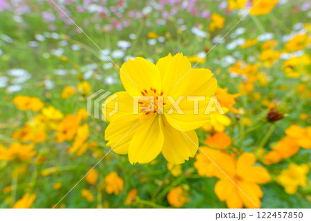 鮮やかに咲く黄色いコスモス 鮮やかに咲く黄色いコスモス 122457850