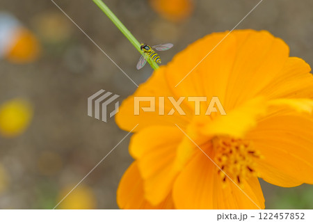 黄花コスモスとホバリングする小さなハナアブ 122457852