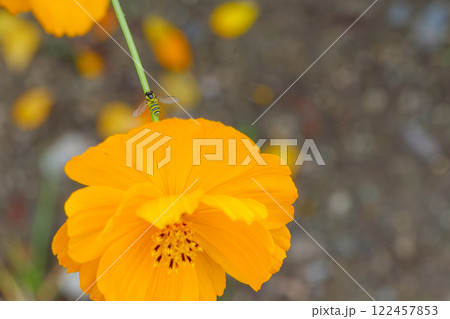 黄花コスモスとホバリングする小さなハナアブ 122457853