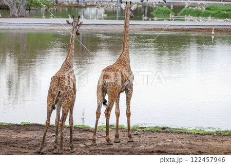 The giraff in the garden at nature sawana grass The giraff in the garden at nature sawana grass 122457946