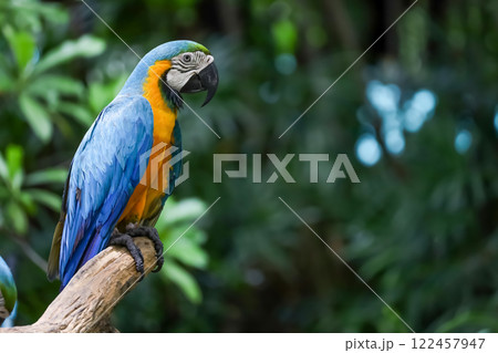 Close up head the Blue macaw parrot bird in garden 122457947