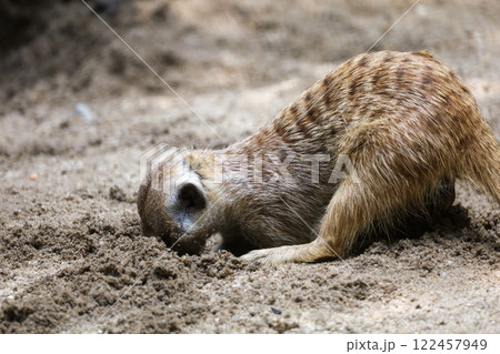 The meerkat is stay in garden The meerkat is stay in garden 122457949