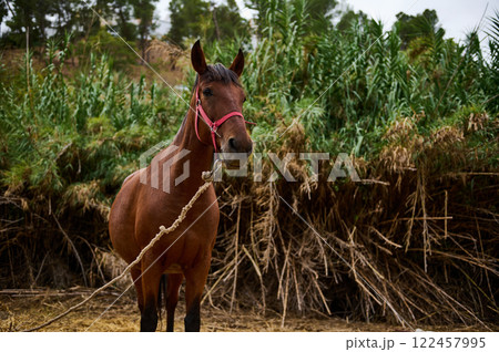 Brown horse with red halter standing near tall grass and trees outdoors 122457995