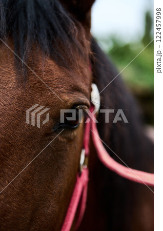 Close-up portrait of a brown horse wearing a pink bridle outdoors 122457998