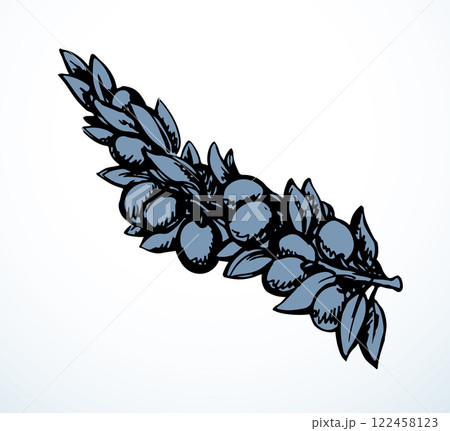 Vector drawing. Olive branch with fruits 122458123
