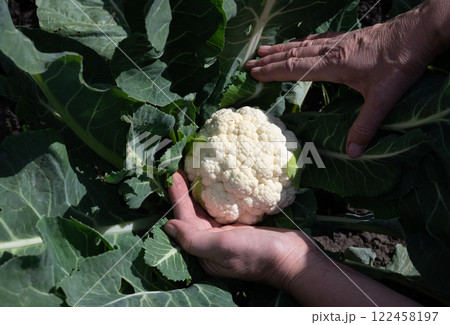 Harvesting fresh cauliflower in a vibrant home garden during the afternoon sunlight Harvesting fresh cauliflower in a vibrant home garden during the afternoon sunlight 122458197