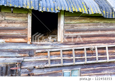 Adorable cats sitting on the hayloft in an old rural wooden house 122458353
