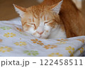 眠る猫 122458511