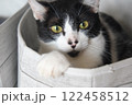 見つめる猫 122458512