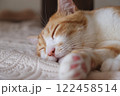 寝ている猫 122458514