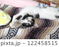 のびのびの猫 122458515