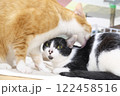 毛繕いしてくれる兄貴分な猫 122458516