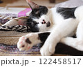 寝ている猫 122458517