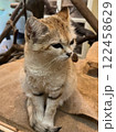 おもてなしのスナネコ 122458629