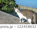 琉球の美しい海で育った猫 122458632