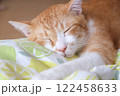 寝ている猫 122458633