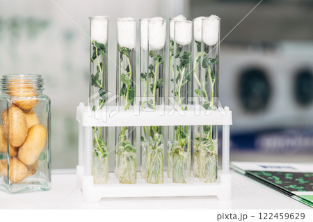 in vitro collection of transgenic potato plant and original varieties. tissue culture laboratory 122459629