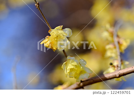 ロウバイの花が咲いています ロウバイの花が咲いています 122459701