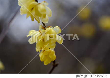 ロウバイの花が咲いています ロウバイの花が咲いています 122459706
