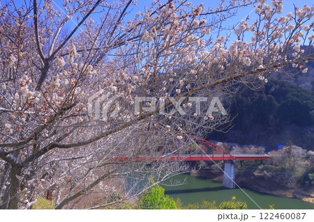 月ケ瀬梅林（奈良県奈良市）月ケ瀬橋付近の梅林 122460087