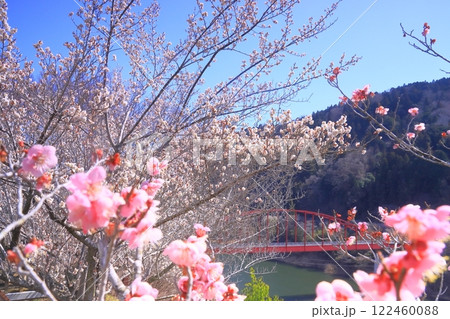月ケ瀬梅林(奈良県奈良市)月ケ瀬橋付近の梅林 月ケ瀬梅林(奈良県奈良市)月ケ瀬橋付近の梅林 122460088