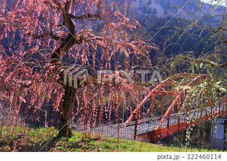 月ケ瀬梅林(奈良県奈良市)月ケ瀬橋付近のしだれ梅 月ケ瀬梅林(奈良県奈良市)月ケ瀬橋付近のしだれ梅 122460114