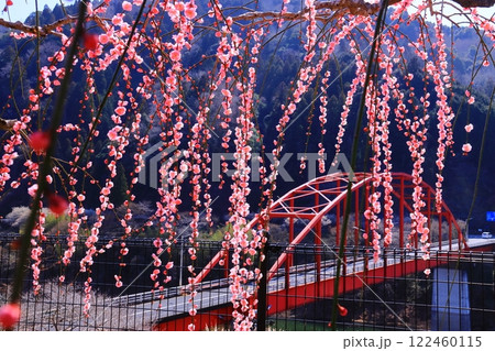 月ケ瀬梅林（奈良県奈良市）月ケ瀬橋付近のしだれ梅 122460115