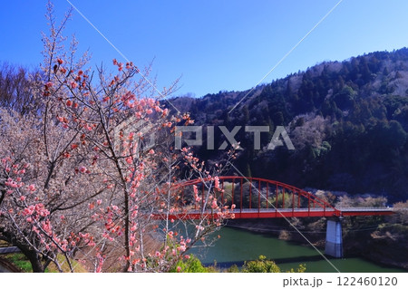 月ケ瀬梅林(奈良県奈良市)月ケ瀬橋付近の梅林 月ケ瀬梅林(奈良県奈良市)月ケ瀬橋付近の梅林 122460120