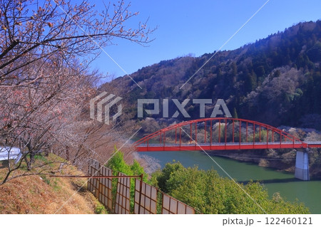 月ケ瀬梅林（奈良県奈良市）月ヶ瀬橋付近の梅林　 122460121