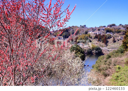 月ケ瀬梅林（奈良県奈良市）八幡橋付近の梅林 122460133