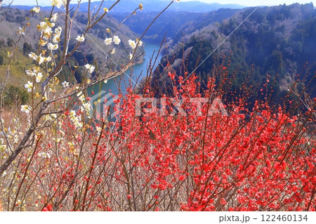 月ケ瀬梅林(奈良県奈良市)帆浦梅林からの眺め 月ケ瀬梅林(奈良県奈良市)帆浦梅林からの眺め 122460134