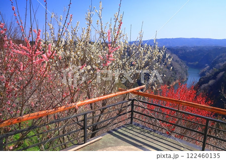 月ケ瀬梅林(奈良県奈良市)帆浦梅林からの眺め 月ケ瀬梅林(奈良県奈良市)帆浦梅林からの眺め 122460135