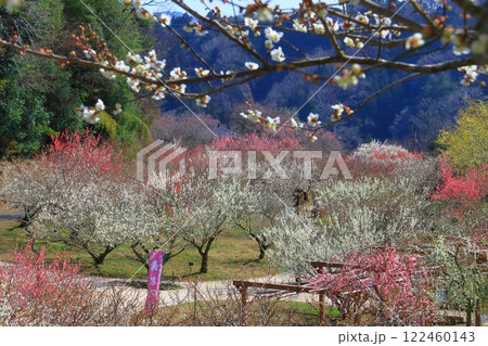 月ケ瀬梅林(奈良県奈良市)の中 梅林公園 月ケ瀬梅林(奈良県奈良市)の中 梅林公園 122460143