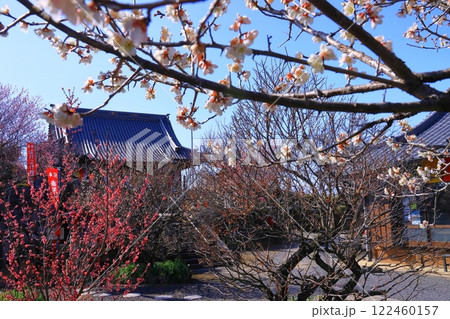 月ケ瀬梅林（奈良市）内の真福寺庭園に咲く梅の花 122460157