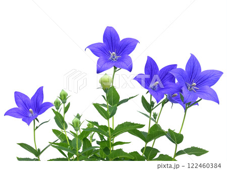 桔梗の花 　秋の七草のひとつ　A3（ fix撮影 ） 122460384