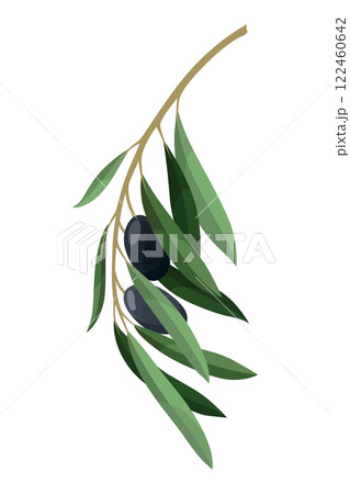 Olives trees branch with leaves and black fruits. Vegan organic natural product. Vector drawing plant isolated on white background Olives trees branch with leaves and black fruits. Vegan organic natural product. Vector drawing plant isolated on white background 122460642