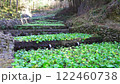 わさび田の風景 122460738
