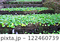 わさび田の風景 122460739