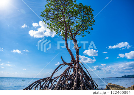 【#石垣】一本マングローブ 122460894