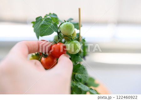 ミニトマトの栽培 122460922