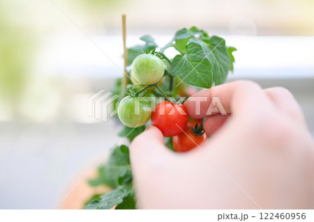 ミニトマトの栽培 ミニトマトの栽培 122460956