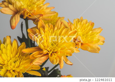 菊の花 菊の花 122461011