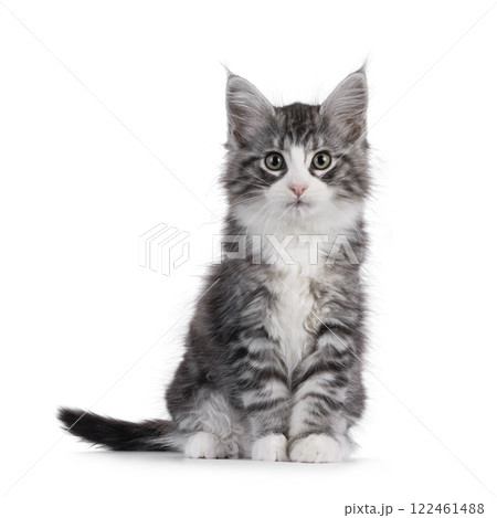 Maine Coon cat kitten on white background 122461488